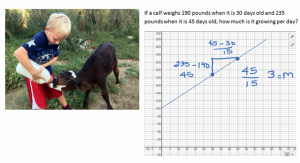 Graphing growth of a calf