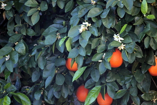 Orange Tree